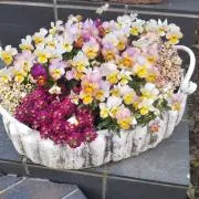 ビオラの画像