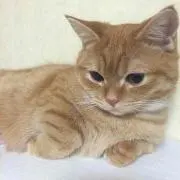 ふぁんふぁん