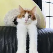 くりぼうの画像