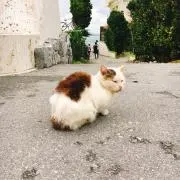 Ayanoの画像