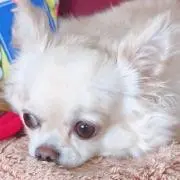 だい
