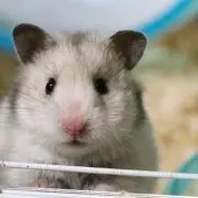 るびの画像