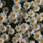 Ｎ 〖 購入者プロフ必読 〗の画像