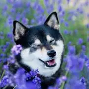 すー