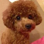 ヨシピー