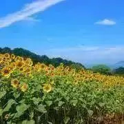 きなこぱんの画像