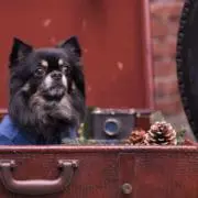 kuro☆maの画像
