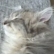 まあ☆の画像