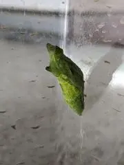 からあげくんの画像