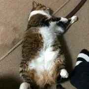 チャコたん
