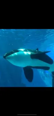 みたらしの画像