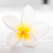 c_featherの画像