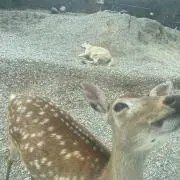 miwaの画像