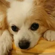 プーちゃん