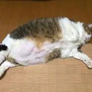 猫の画像