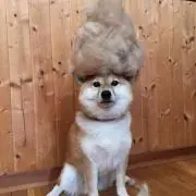 みんみん☆即購入大歓迎
