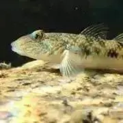 デルタバリアLT WINNER 2枚 おまけあり - メルカリ