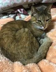 おもながひげの画像