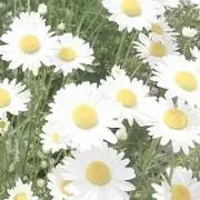 Hanaの画像