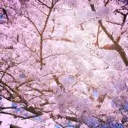 kororinの画像