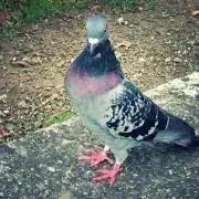 ハトの画像