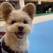 あやかえるの画像