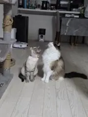 にゃあの画像