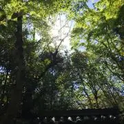 pachapiの画像
