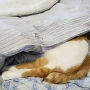 ふくりん666の画像