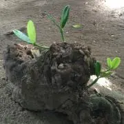 くるみまる