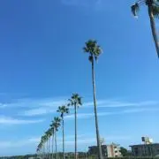 きんたろう