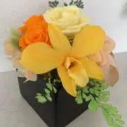 はたのりの画像