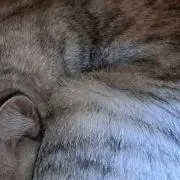 猫飼＊の画像