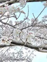 みやの画像