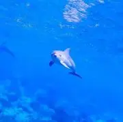ブルー