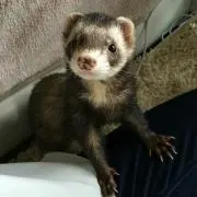 ✨ライア✨の画像