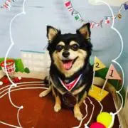ちょびの画像