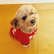 くーちゃんパパの画像