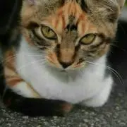 パニの画像