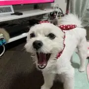 cocomi2605の画像