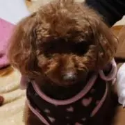 しおりんの画像