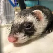 サル