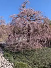 ラン