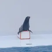 春