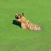 _Teiの画像