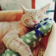 StarTheCat