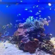 でーるの画像