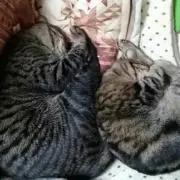 ねこ