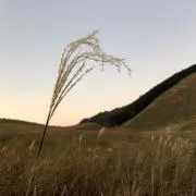 リカルメの画像