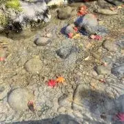 ちゃなの画像